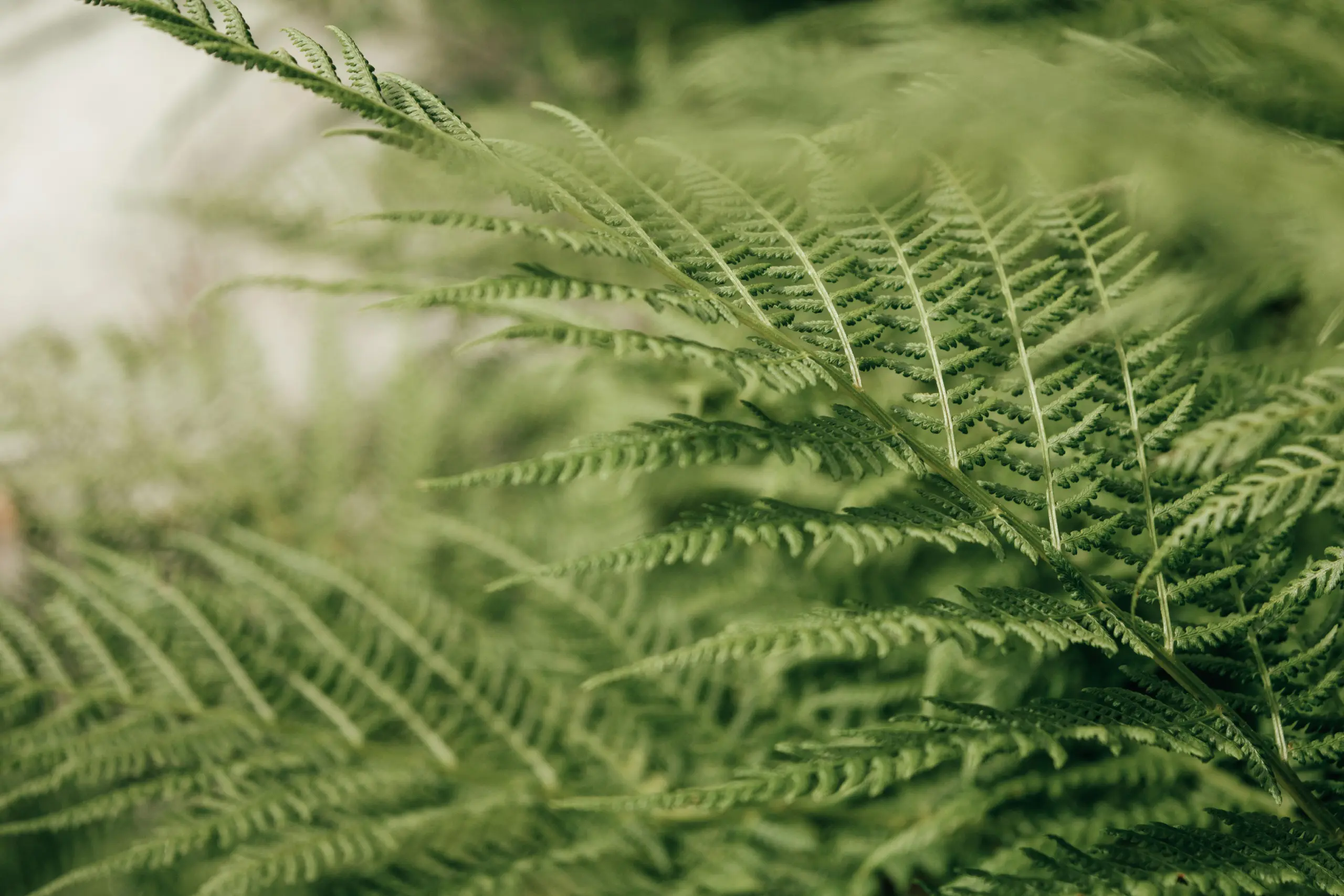 Canopy imaging services any