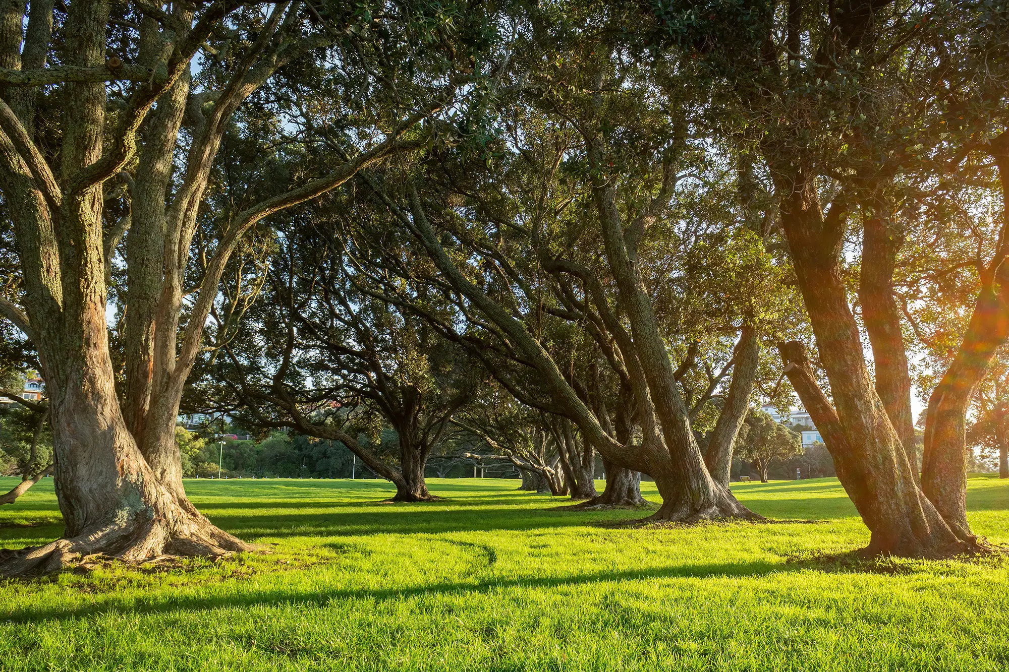 location auckland park milford